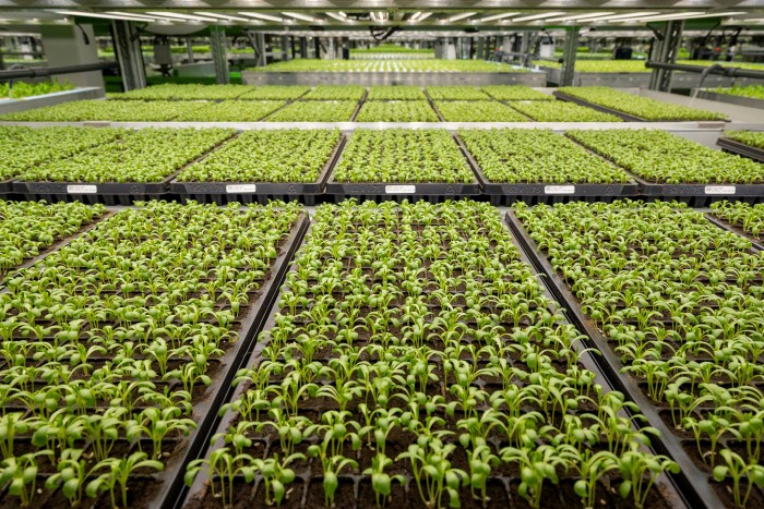 Trays of lettuce growing under lights in a factory