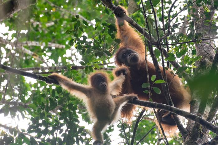 Tapanuli orangutans