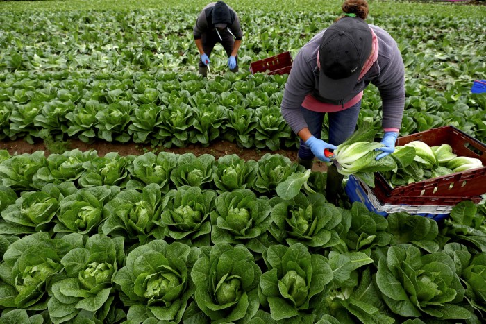 Migrant workers pick heads of lettuce on a farm in Kent