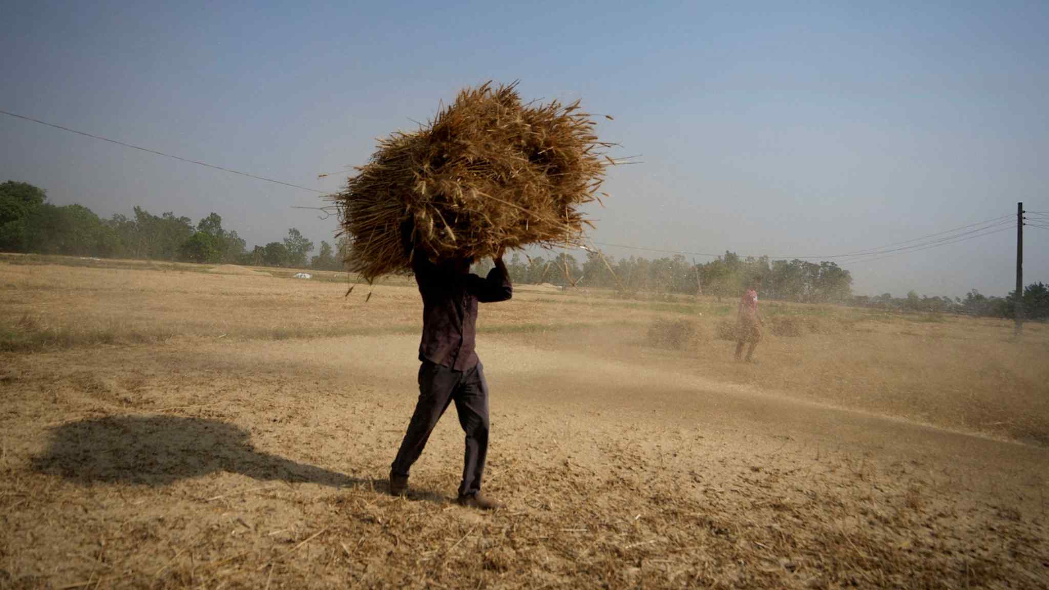 Wheat prices rise almost 6% as India export ban shakes markets