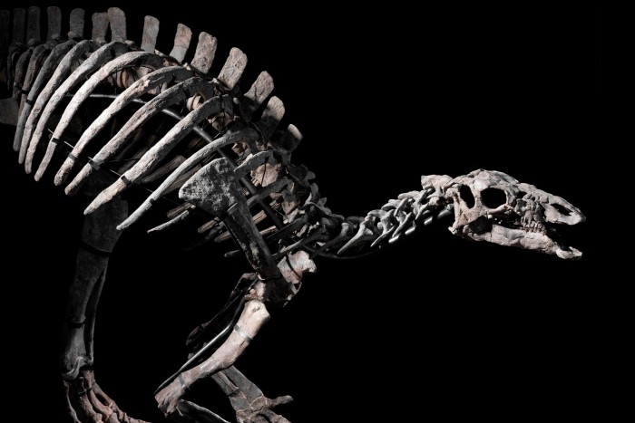 Dinosaur skeleton on black background