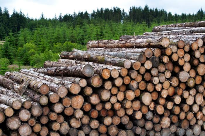 Stacks of commercially felled pine logs in Wales
