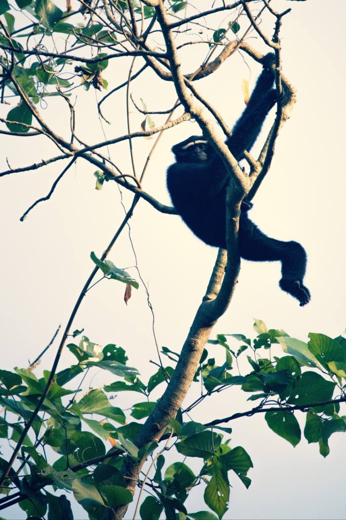 A gibbon swings in a tree top