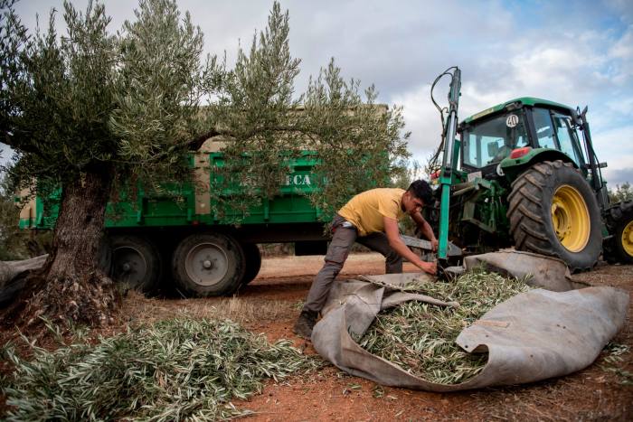 Un trabajador sella una bolsa llena de aceitunas para cargarla en un remolque en Jaén, España.