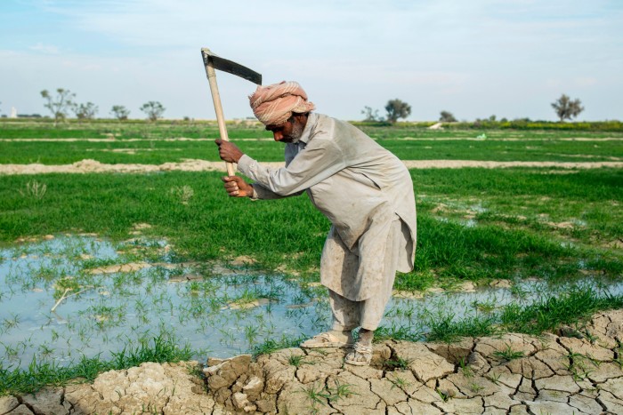 A farmer works his field in the Dadu district of Sindh, Pakistan