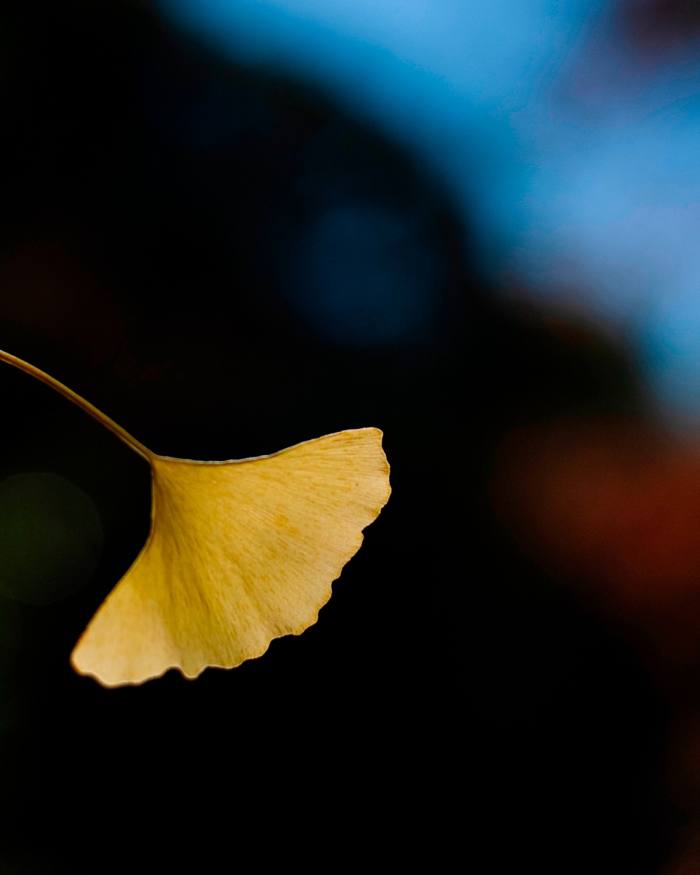 A single ginkgo biloba leaf