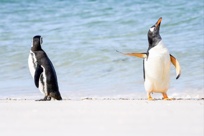 Two penguins on a beach