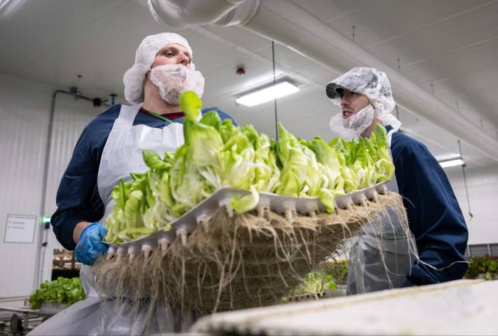 Timmy Frey (L) and James McNealey harvest a tray of leafy greens at a Bowery farm in Nottingham, Maryland