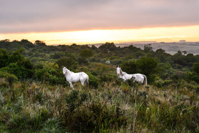 Two white  horses stand on a grassy plain