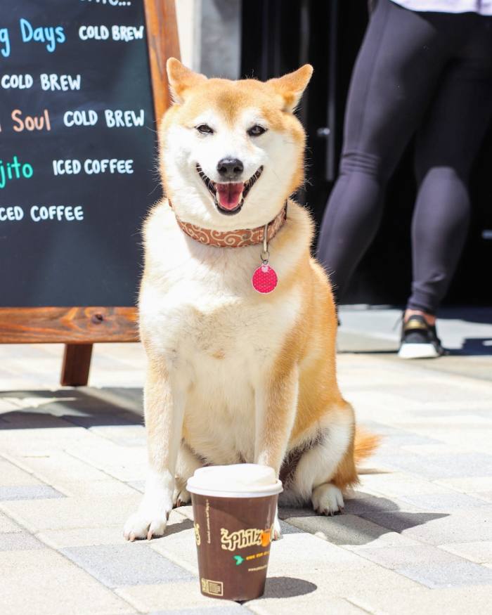 A Shiba Inu poses with a cup from Philz Coffee in San Francisco