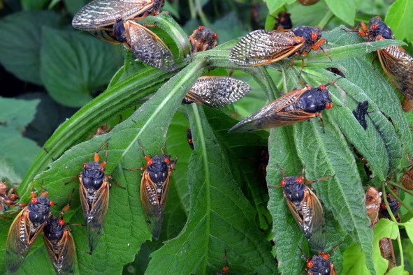 Cicadas on leaves
