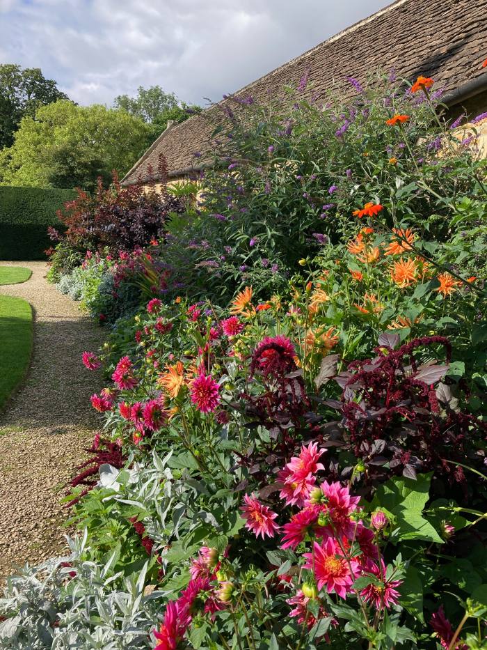 Dahlias at Great Chalfield
