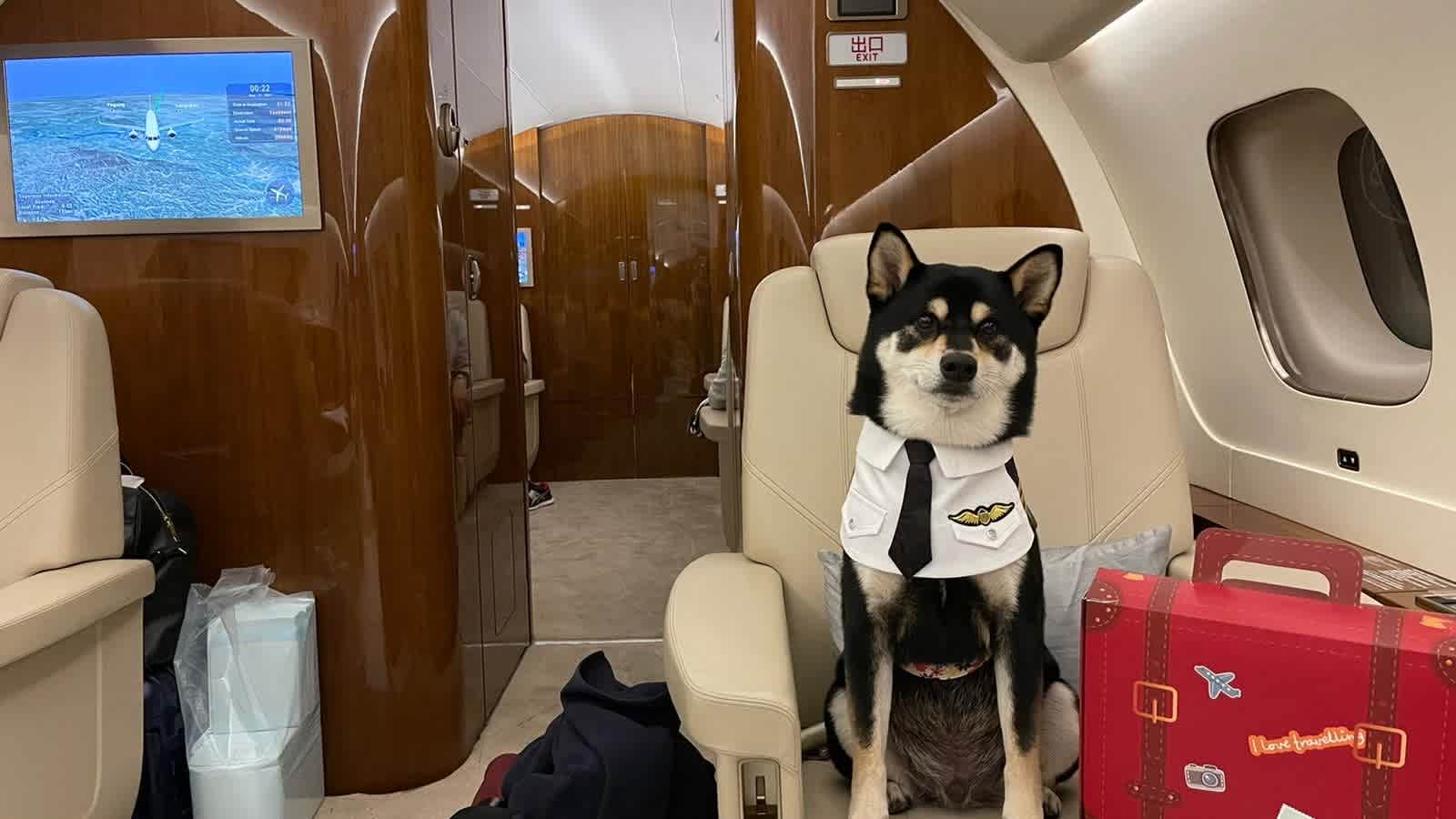 Departing Hong Kong residents fly their pets out of city on private jets