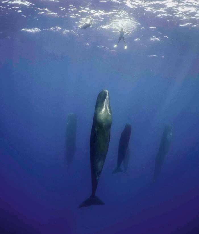 Diving with sperm whales in Dominica