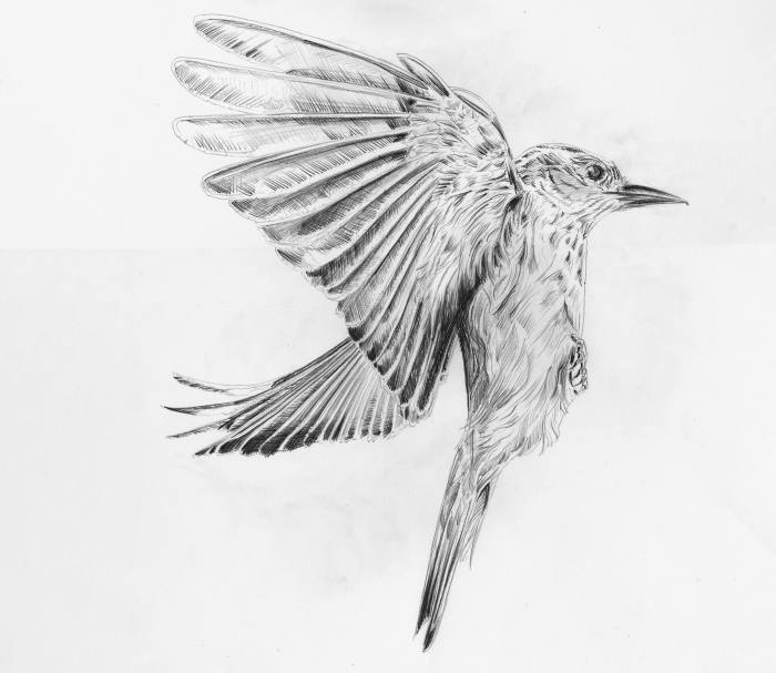 A drawing of the spotted flycatcher, one of London's most endangered species 