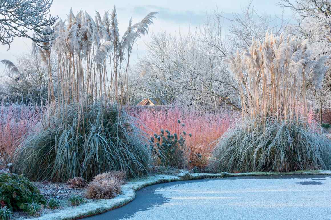 How to make your winter garden glow