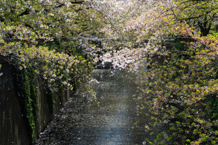Branches of trees bobbing over the Meguro river towards the end of sakura, the cherry blossom season