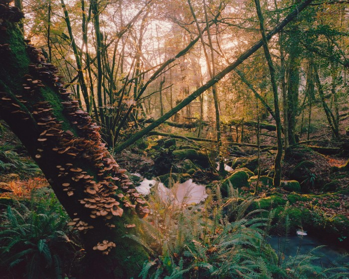 Lustleigh forest