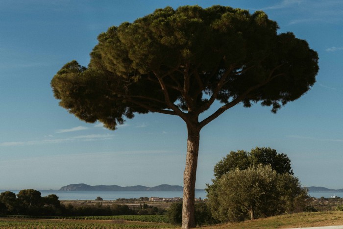 A pine parasol tree on the estate, with the island of Porquerolles in the distance