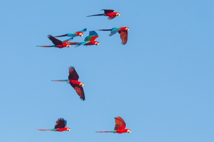 Rode, groene en blauwgekleurde ara’s vliegen over de savanne 