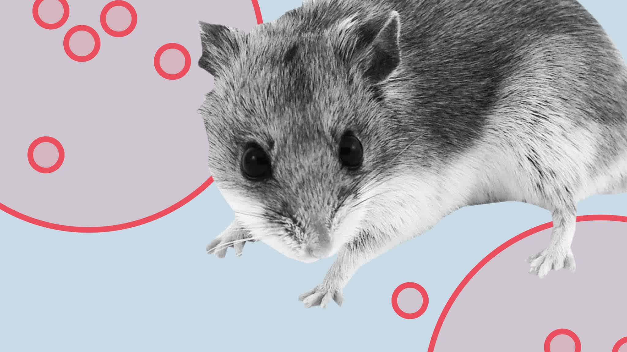 How widespread is Covid in animals and what are the risks to humans?