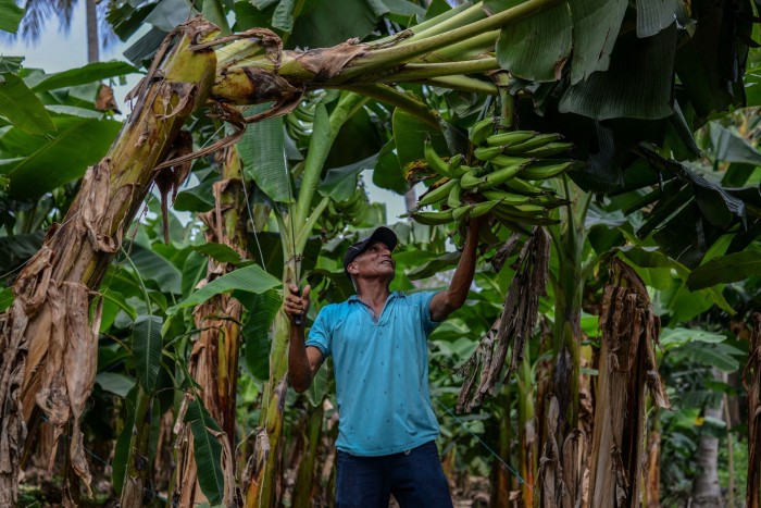 De Nicaraguaan Pedro Fletes, getroffen door de chemische stof Nemagon, werkt op een bananenplantage in Chinandega