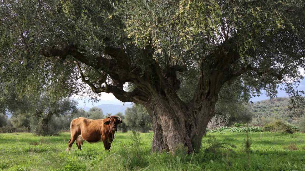 Four escapes where the olive trees grow