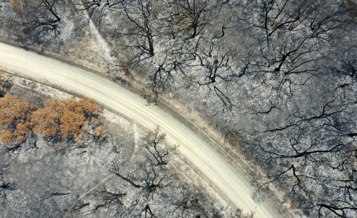 A dirt track runs through trees destroyed by forest wildfires in Australia. The country in 2014 reversed its carbon levy after an axe-the-tax election campaign