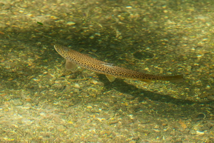 Brown trout swimming in river