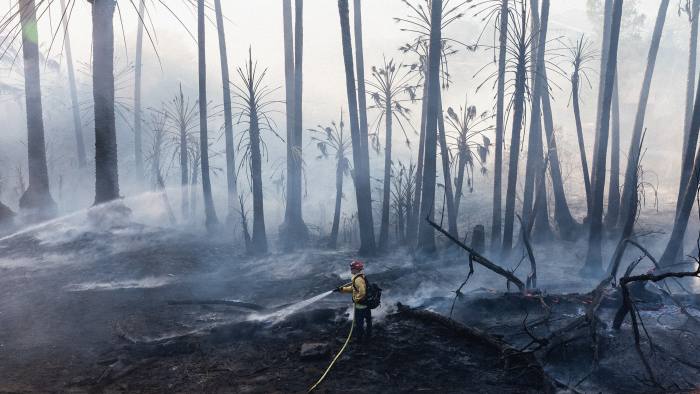 A firefighter stands in the middle of burnt trees