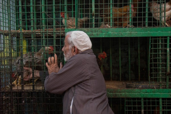 A vendor grabs a live chicken from a cage at a Cairo market