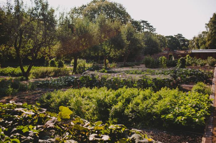 Deretan tumbuhan yang boleh dimakan di taman berdinding di Hampton Manor