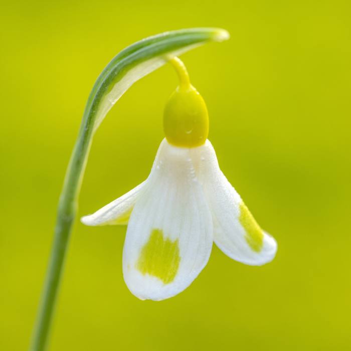 The drooping snowdrop features pale yellow-green patches on its petals