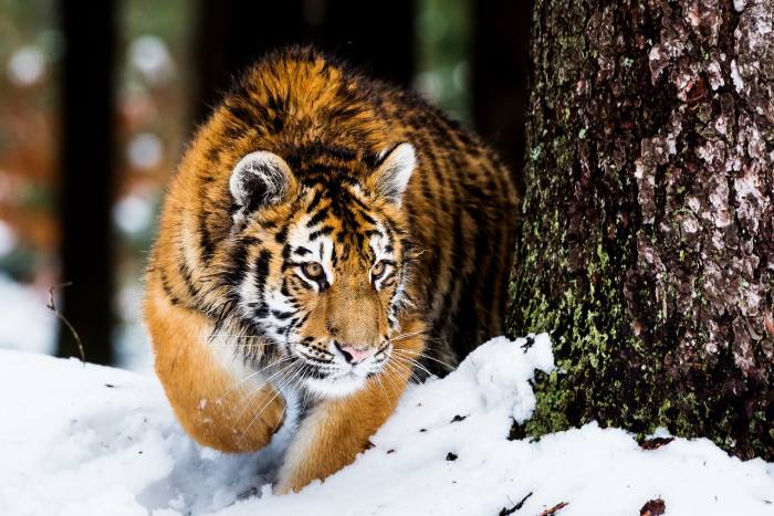 A Siberian tiger in the wild