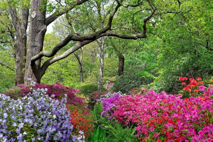 Azaleas and rhododendrons on a spring day in Richmond Park’s Isabella Plantation 