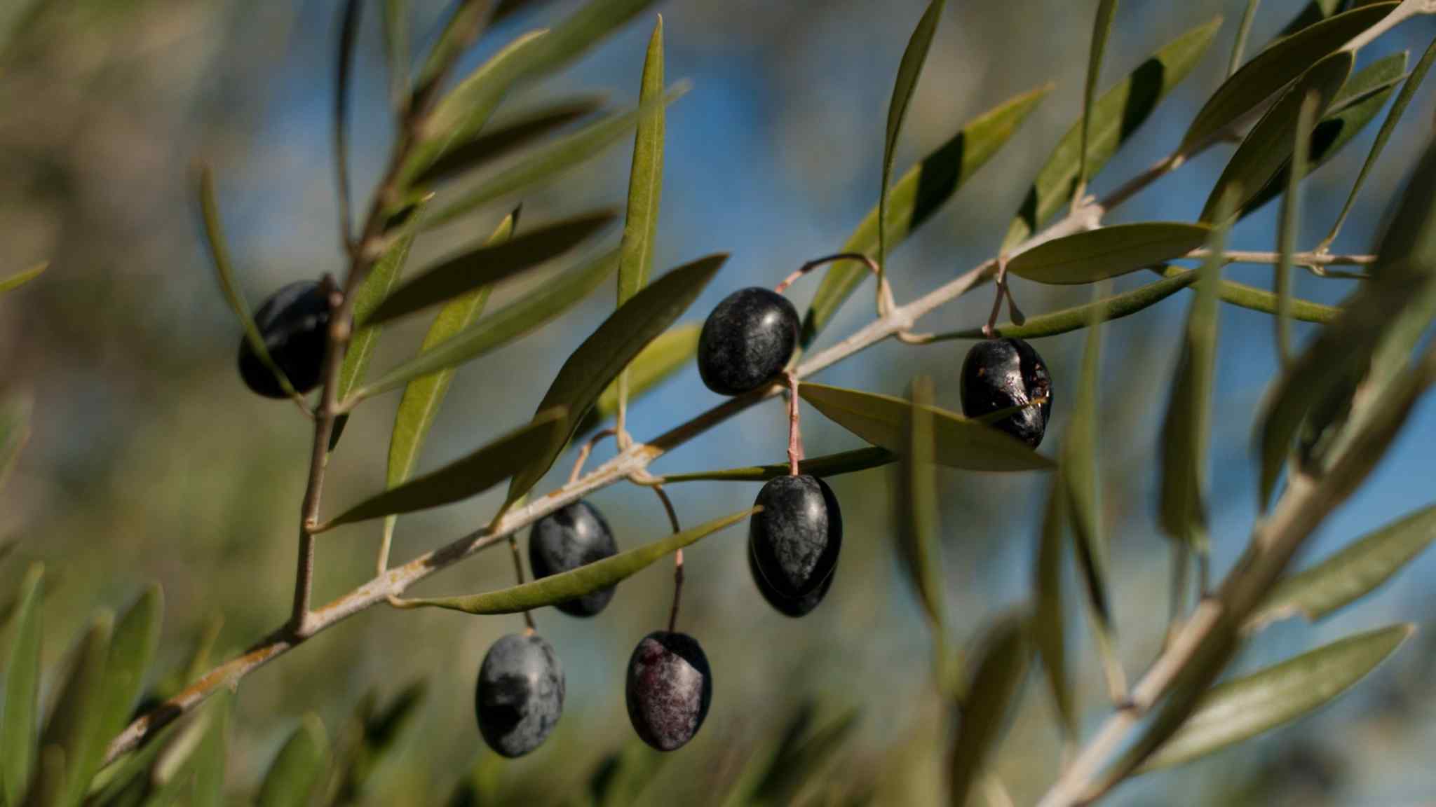 Olive oil: crushed supply may be here to stay 