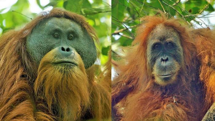 Tapanuli Orangutans