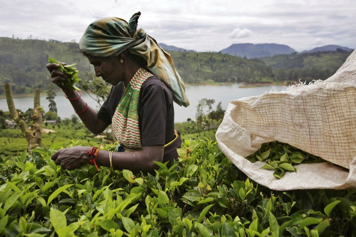Sri Lankan tea growers worry about the impact of a weaker ruble in Russia, a large tea market