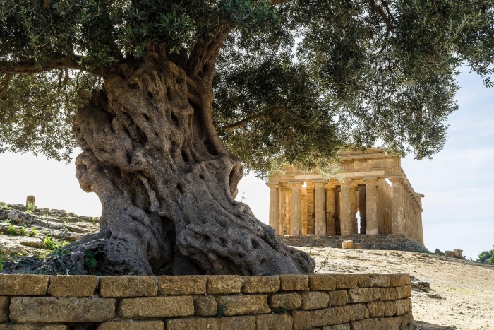 A gnarled oak tree and an ancient Greek temple 