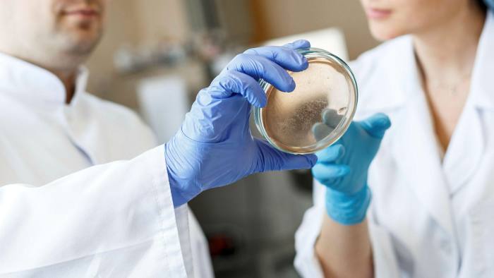 Laboratory assistants take bacterium analysis in a bacteriology clinic, one is holding a petri dish