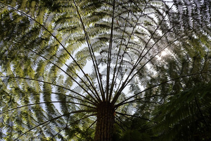 A tall tree fern in the Dandenongs