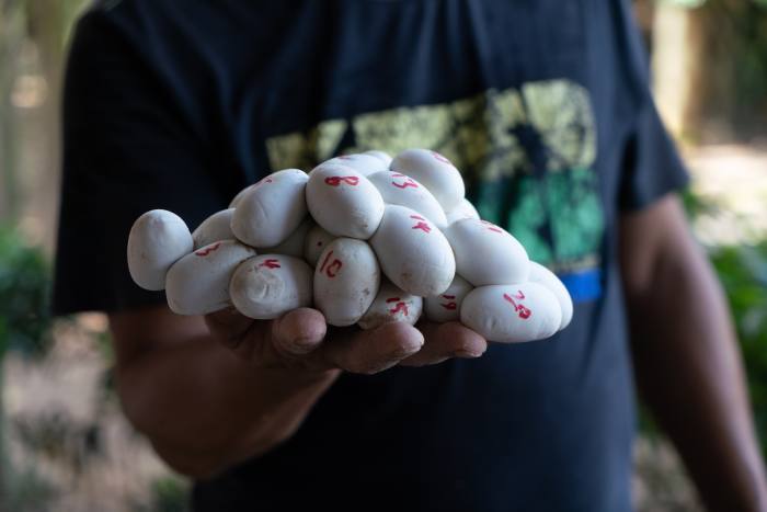 Numbered cobra eggs from Hua’s farm