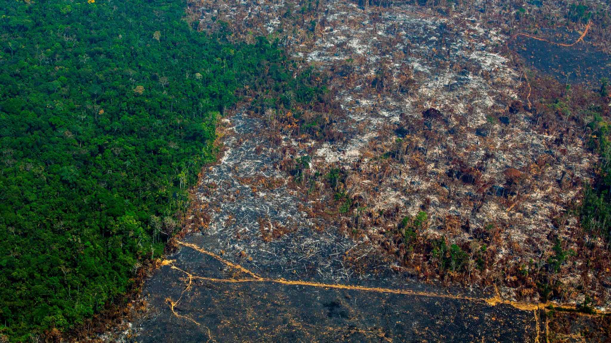 Nestlé and Unilever CEOs: we will make our supply chains deforestation-free