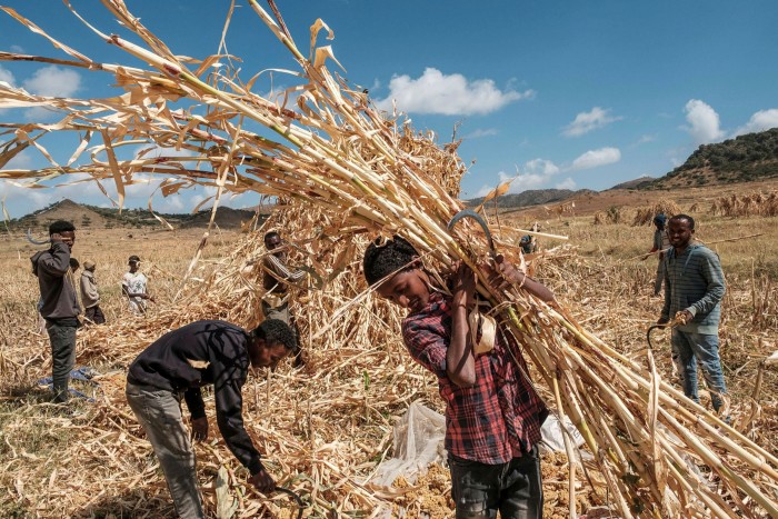 Farmers harvest crops of sorghum in a field near the village of Ayasu Gebriel, near Alamata, Ethiopia, on December 10 2020 
