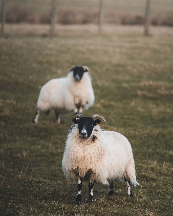 A neighbouring flock of sheep