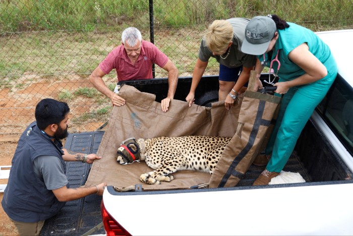 A sedated cheetah was loaded into a truck and flown from South Africa to India with 11 other cheetahs in February