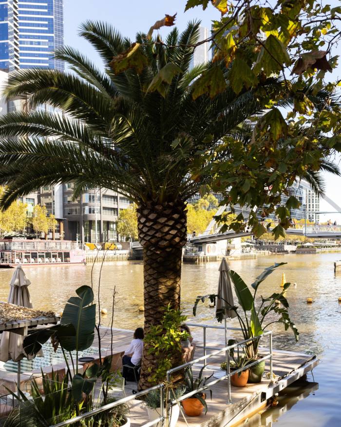 A palm tree on the corner of the wooden deck of Arbory Afloat, with the Yarra in the background