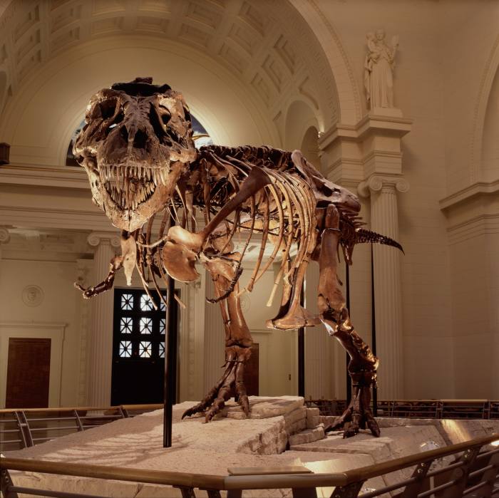 “Sue”, T-rex dijual pada harga $8.4 juta pada tahun 1997, dipamerkan di Muzium Lapangan Chicago