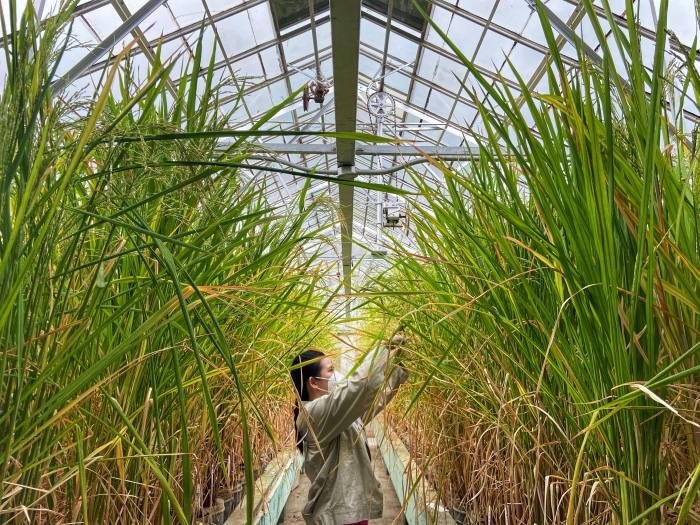 A researcher with the International Rice Research Institute in the Philippines clips samples of a hybrid variety of African rice