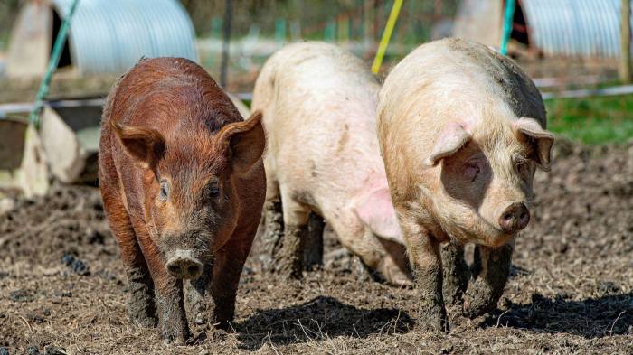 Labour shortages leave UK farms with 70,000 surplus pigs | Financial Times